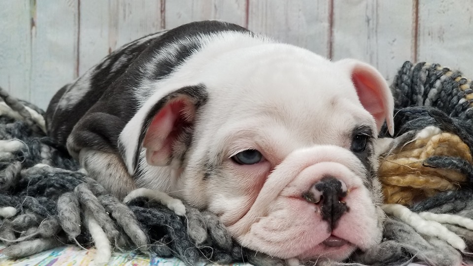 chance, mcneil, dog, breeder, pup2, chance-mcneil, dog-breeder, harrisburg, sd, south-dakota, puppy, dog, kennels, mill, puppymill, usda, 5-star, certificate, frenchies, bulldogs, ACA, registered